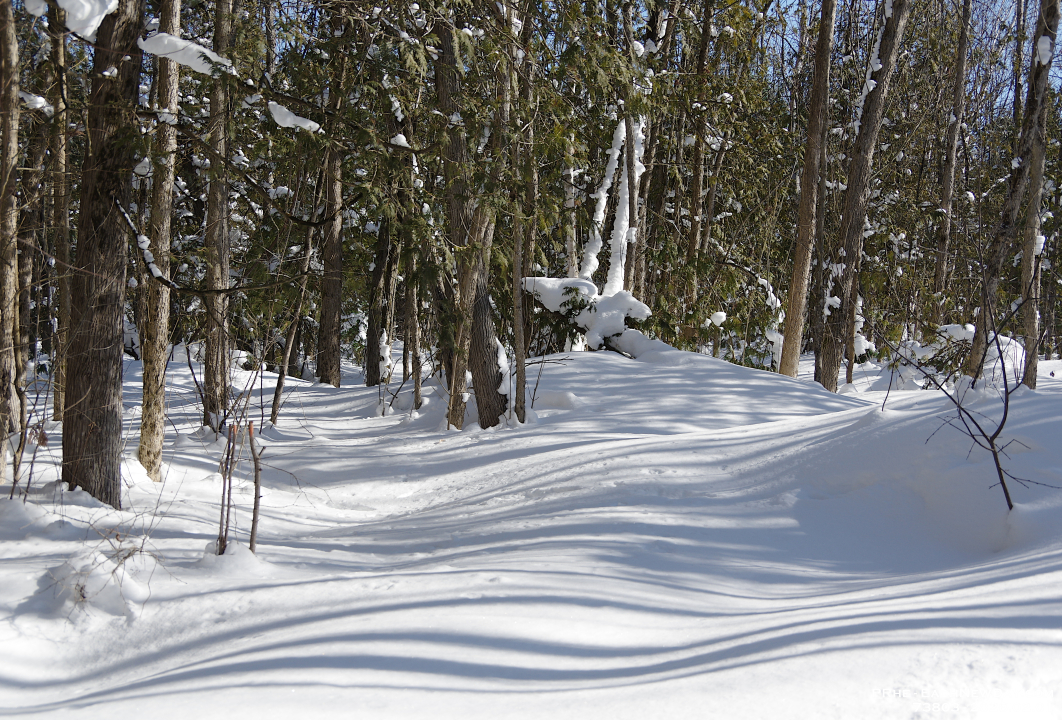 73803CrLeUsm - A lovely Sunday afternoon walk with Beth at the George Langman Sanctuary